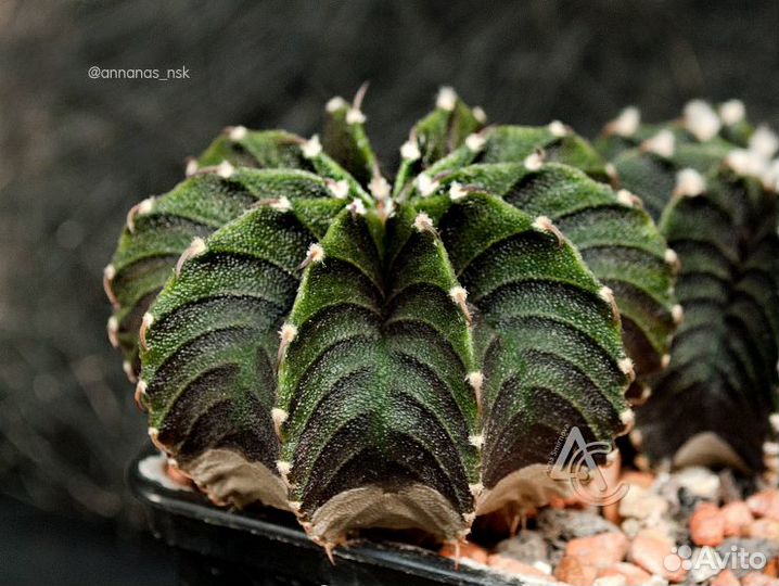 Gymnocalycium friedrichii VoS-014, Agua Dulce