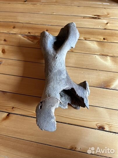 Кость мамонта
