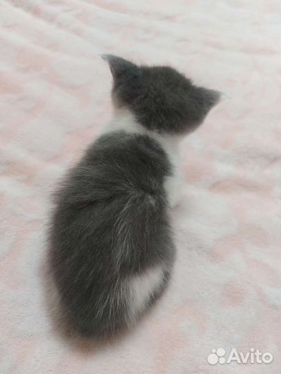 Пушистые котята