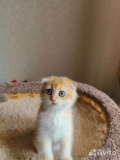 Шотландские котята