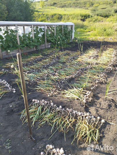 Чеснок озимый