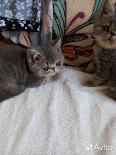 Котята экзоты