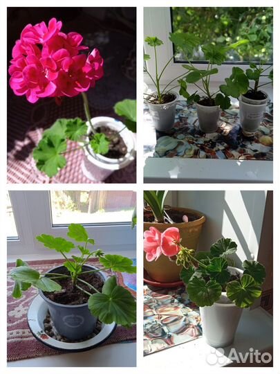 Комнатные цветы