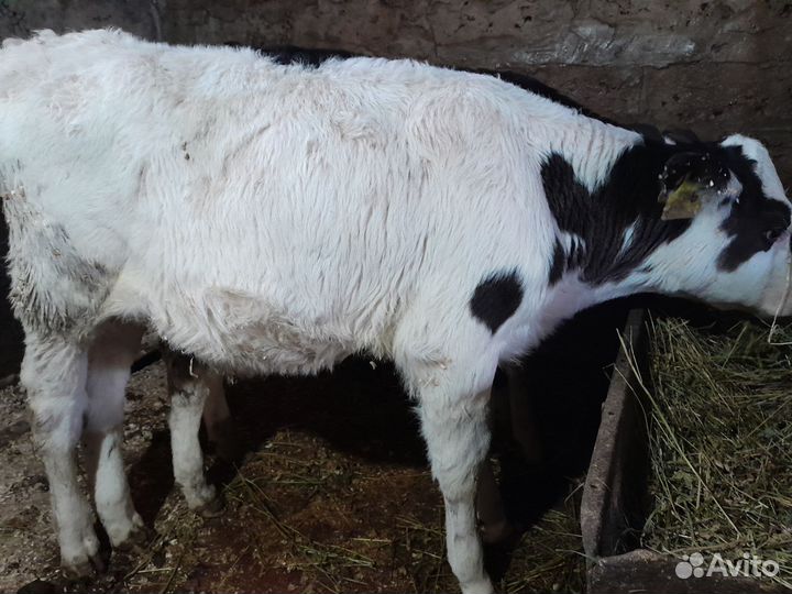 Быки и бычки