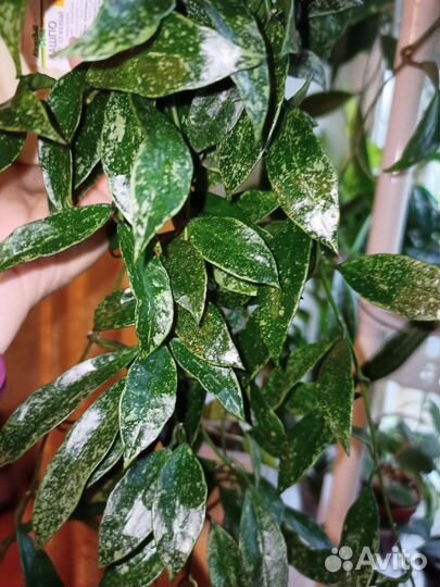 Хойи сортовые