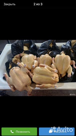 Куры тушки