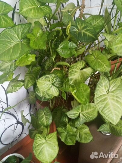 Цветы комнатные