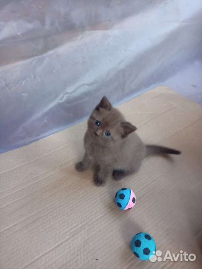 Шотландские вислоухие котята