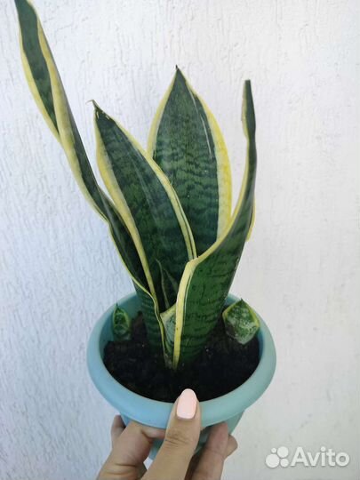 Сансевиерия Футура Суперба