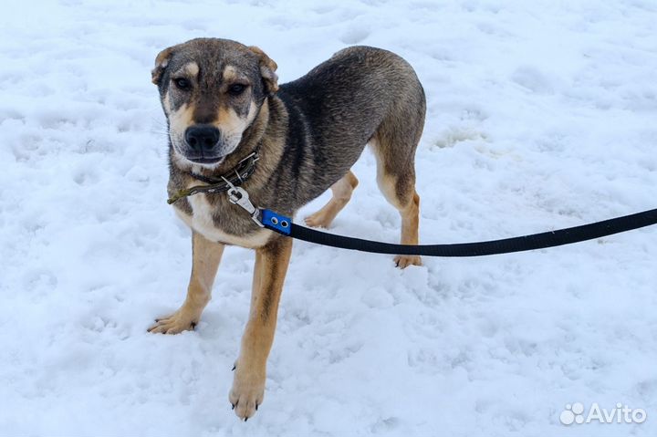 Отдам в добрые руки