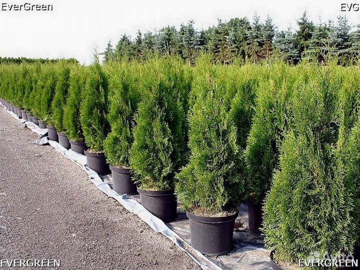 Туи премиум