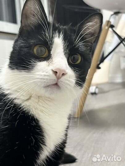 Кошка молодая 2 года