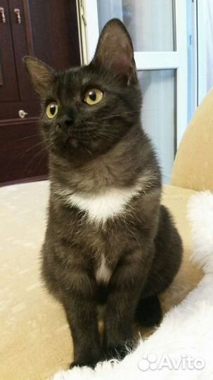 Кошечка в добрые руки