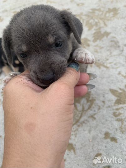 Щеночки в добрые руки