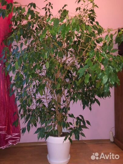 Фикус бенджамина большой