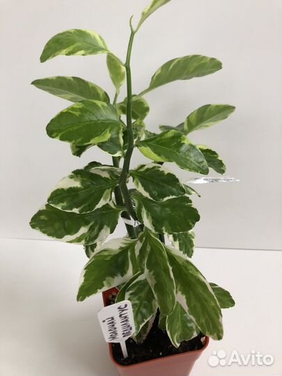 Комнатные растения. Взрослые