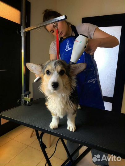 Груминг, выезд на дом