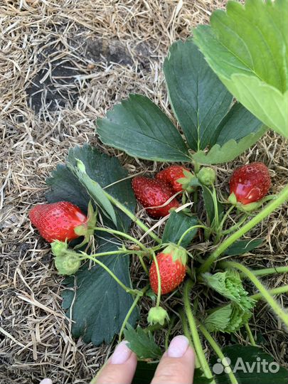 Рассада клубники