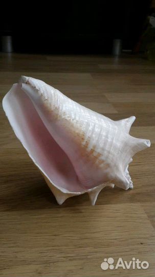 Морская раковина