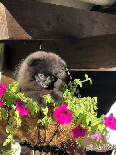 Померанский шпиц