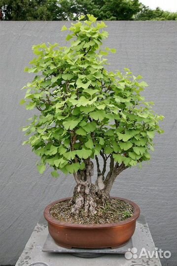 Гинкго билоба, лекарственная, бонсай, семена