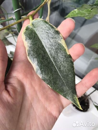 Черенки хойи, укорененные и на срез