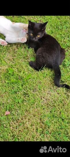 Черный котенок мальчик