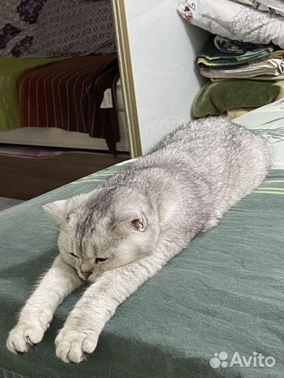 Шотландская прямоухая кошка