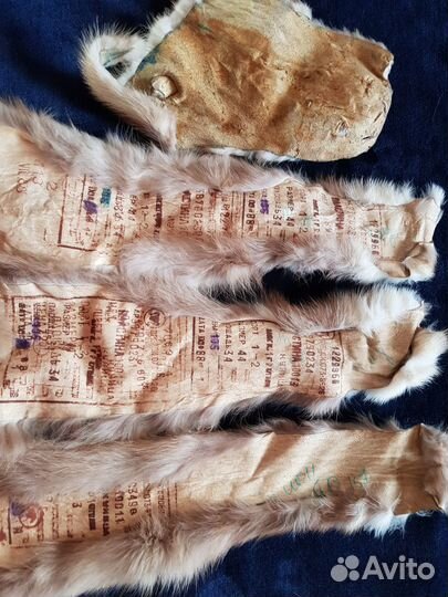 Шкуры куницы,1988г,фабричные,редкость
