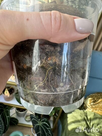 Стефания эректа