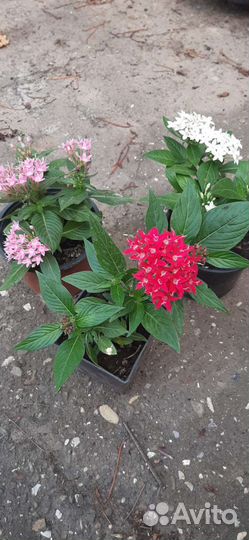 Пентос растения