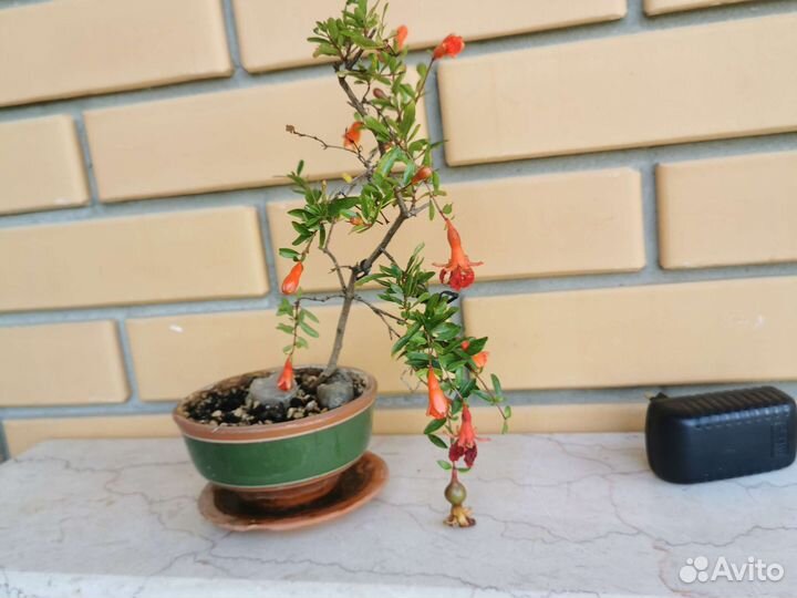 Гранат нано