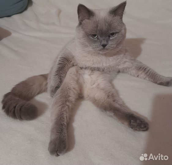 Вязка с британцем