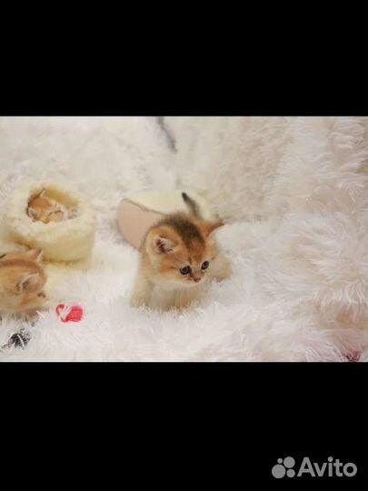 Британские золотые малыши котята