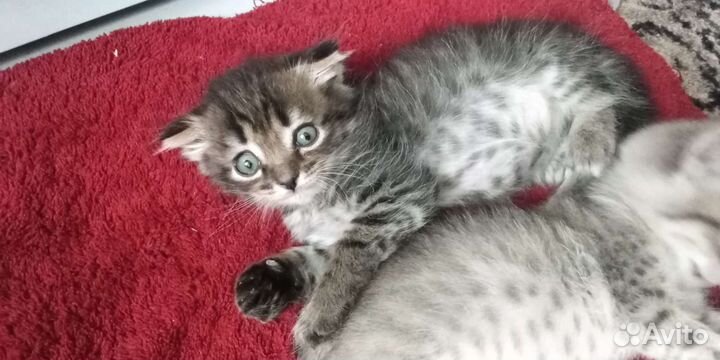 Котята в добрые руки бесплатно