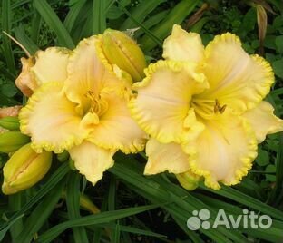 Продам лилейники