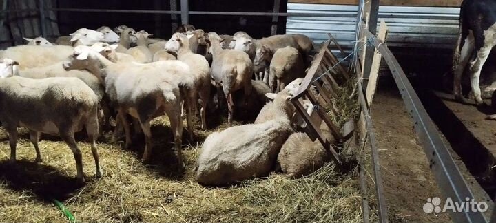 Овцы и козы