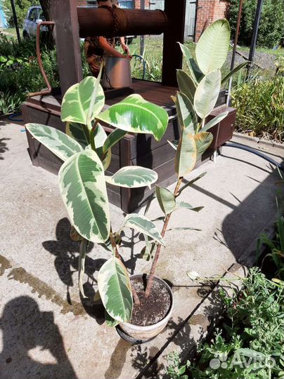 Фикус каучуконосный эластика тинеки