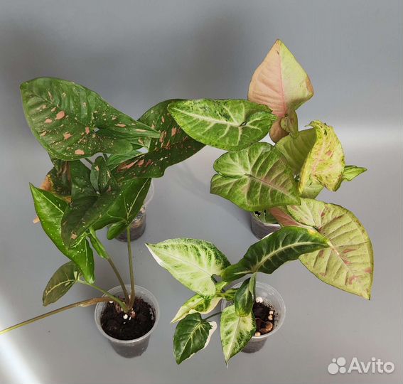 Набор комнатных растений