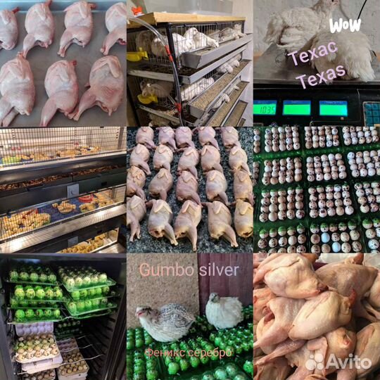 Яйца перепелиные пищевые. Мясо перепелов