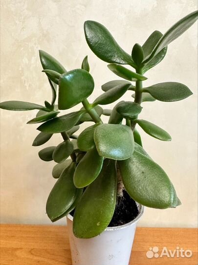 Спатифиллум Толстянка Каланхоэ