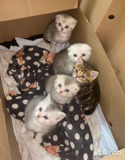 Британская вислоухая кошка