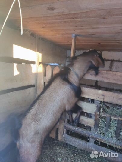 Вязка Нубийский козел