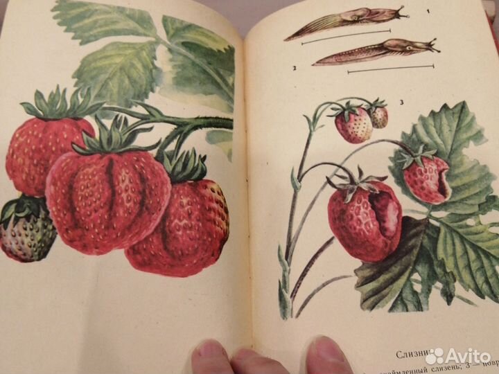 Сад огород приусадебное хозяйство