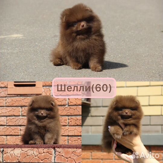 Шоколадная помераночка девочка Шпиц