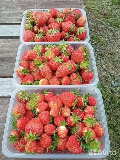 Клубника свежая