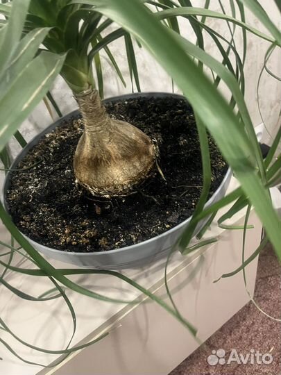 Бокарнея нолина