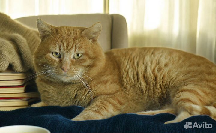 Рыжий кот Султан