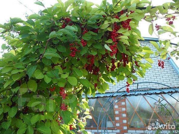 Лимонник китайский садовый 1