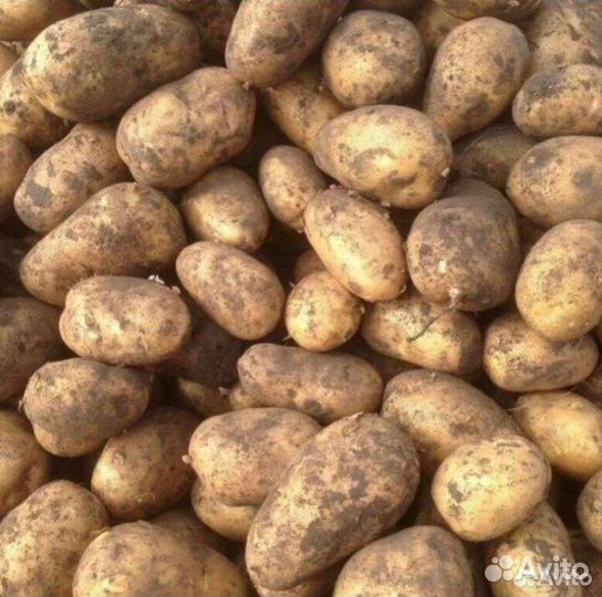 Продам картофель